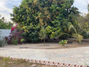 a large tree with bananas and other plants at Lena avenue in Sanyang