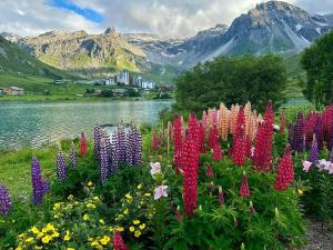 a field of flowers next to a body of water at 3 pièces au Val Claret avec parking et wifi, proche pistes - FR-1-449-169 in Tignes