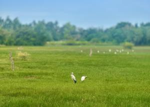 Altri animali domestici presso il resort o nei dintorni