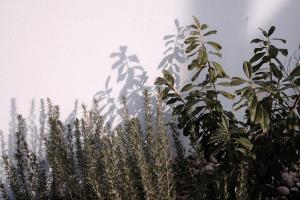 Fotografie z fotogalerie ubytování Jókai7 v destinaci Mindszentkálla