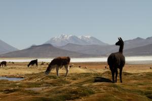 a group of ostriches standing in a field at PUQIO by Andean in Yanque +49 photos
