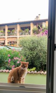 Φωτογραφία από το άλμπουμ του Dolce Lago B&B σε San Felice del Benaco