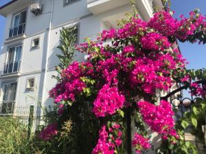 Zahrada ubytování Dalaman Pansiyon & Family rooms