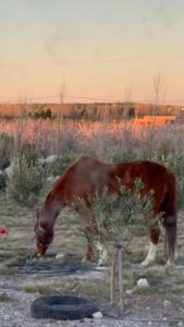 a horse grazing in a field next to a tree at El Oceano in Puerto Madryn