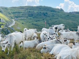 Altri animali domestici presso l'appartamento o nei dintorni