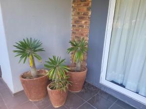 three potted plants are sitting next to a window at Cosy - Best Rest Potch in Potchefstroom