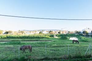 two horses grazing in a field of grass at Alma de Zahara in Zahara de los Atunes