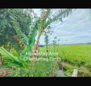 亚娄Homestay Amir Chemumaq的相册照片