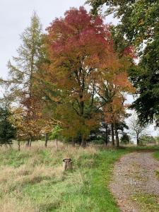 a dirt road in a field with trees with colorful leaves at 1 Ashwood at Thoulstone Park in Westbury