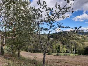 a tree in a field with a mountain in the background at Affittacamere Rocca in Montefortino
