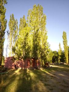 ロデオにあるCabañas Zorzal Rodeoの畑中の大木