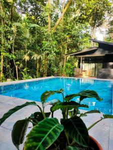 une piscine bleue avec une plante à côté de celle-ci dans l'établissement Finca Ardilla Jungle Lodge Appartement, à Talamanca