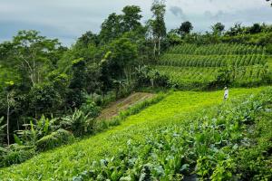 a man walking through a field of crops at Munduk Luwih Ecolodge Bedugul by AGATA in Bedugul +32 photos