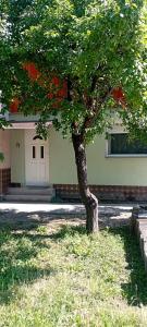 a tree in the grass in front of a building at Csillagom in Szeged