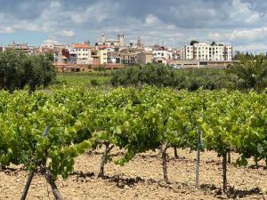 a bunch of green grapes in a field with a city at La Casita Soler The Soler Cottage in Arbós +4 photos