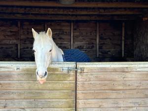a white horse looking over a wooden fence at 2 Bed Charming Duplex in Kidlington
