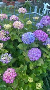 Un ramo de flores moradas y rosas en un jardín. en La casa nel cammino degli Dei, en Casa Sabbatino 3 fotos más