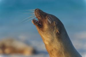 Animales en el apartamento o alrededores