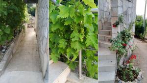 trois photos d'un jardin avec des raisins sur le mur dans l'établissement Villa Lavanda, à Sutomore
