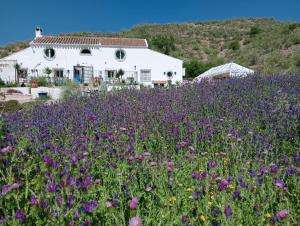 a field of purple flowers in front of a house at Finca Las Minas in Iznájar