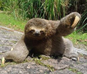 a brown bear cub laying on a rock at Villa in the middle of the Atlantic Forest in Guarujá