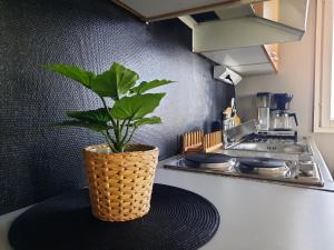 a potted plant sitting on a counter in a kitchen at Studio with sauna near highway in Kempele +19 photos