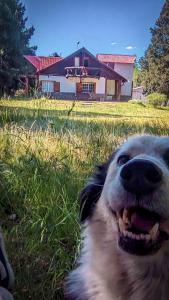 un cane steso sull'erba di fronte a una casa di Grand Cottage a Trevelin Altre 20 foto