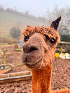a close up of the face of an orange llama at Ruby's Retreat! Farm Stay! North devon! Sleeps 6! Beaches Exmoor! in Barnstaple