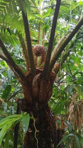 a tree with a bunch of leaves on it at Cottage in Penedo! in Itatiaia +3 photos