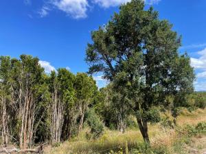 un árbol en medio de un campo en Cabañas Aurora, en Quilquico 2 fotos más