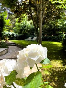 biały kwiat w parku z ławką w tle w obiekcie Apartment Balthazar w Rovinj