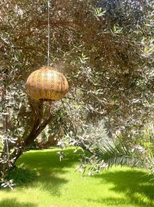 Riad le Jasmin外面的花园