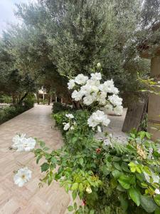 Riad le Jasmin外面的花园