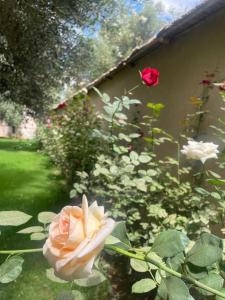 Riad le Jasmin外面的花园
