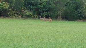 ラニオンにあるGîtes Aux Quatre ventsの草原に立つ鹿2頭 +22枚の写真