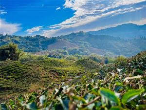 a view of a tea plantation in the mountains at Payun Homestay in Mirik +17 photos