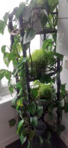 una pianta verde in una stanza con finestra di Beautiful king room in Leith Walk a Edimburgo