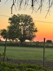 a tree in the middle of a field at sunset at No alquilar in Cucullú