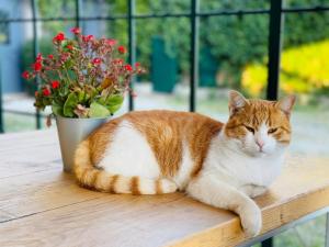 Domácí mazlíčci ubytovaní s hosty v ubytování Agriturismo La Terrazza su Farfa