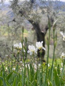 Zahrada ubytování Agriturismo La Terrazza su Farfa + 37 fotografií
