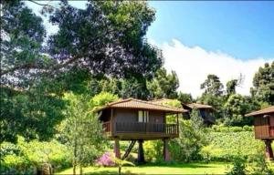 Zahrada ubytování Nature Cabins - Santo da Serra + 13 fotografií