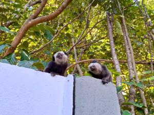 two chimpanzees sitting on top of a wall at Chez Jojo in Trancoso