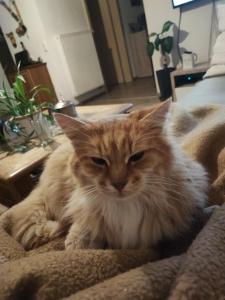 an orange and white cat sitting on a blanket at Lisas Unterkunft in Waldburg