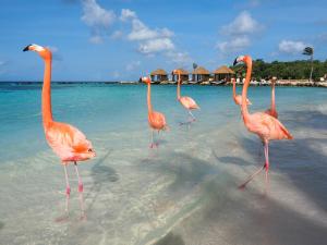a group of flamingos walking in the water on a beach at Elite Visitors Aruba in Oranjestad