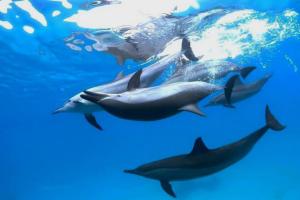 Altri animali domestici presso l'affittacamere o nei dintorni