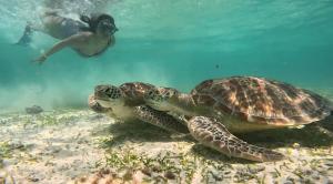 Altri animali domestici presso l'affittacamere o nei dintorni
