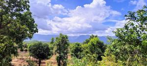 a field of trees with mountains in the background at Entire Private Farm on Rent 2 Acre with 3 Room, it's Kittu's Farm in Saralgaon