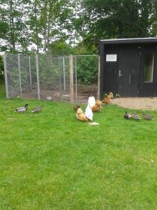 比伦德Billund Farm Holiday的相册照片