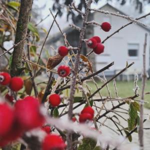 Vonkajšia záhrada v ubytovaní Világos Kert Balatonvilágos Chill House