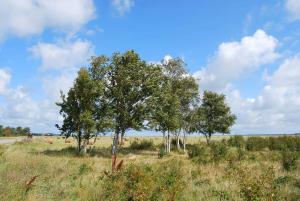 a group of trees in a field next to a road at Hotel Hiddensee Hitthim in Kloster